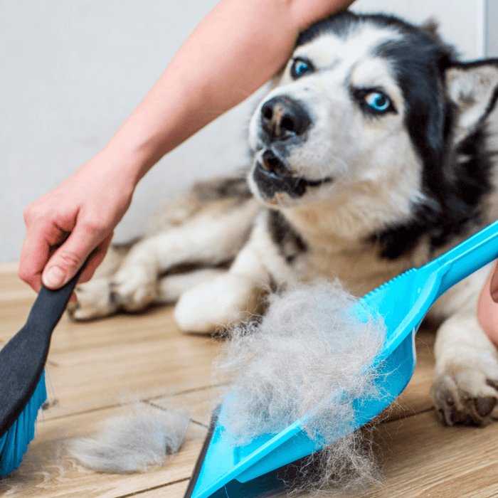 Waarom verhaart mijn hond zo erg? Hulp bij een verharende hond!