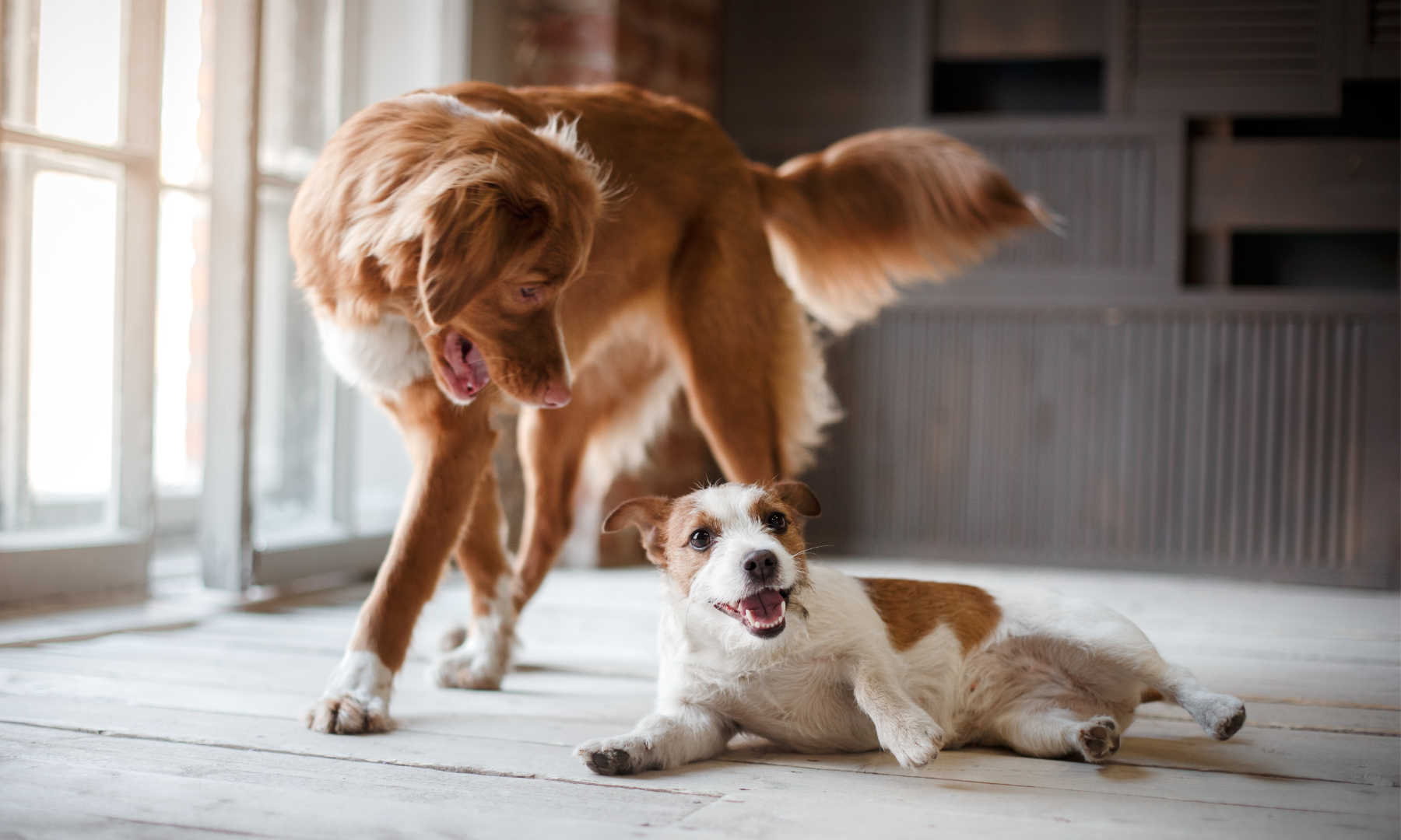 Een tweede hond in huis? Zo maak je het Succesvol!