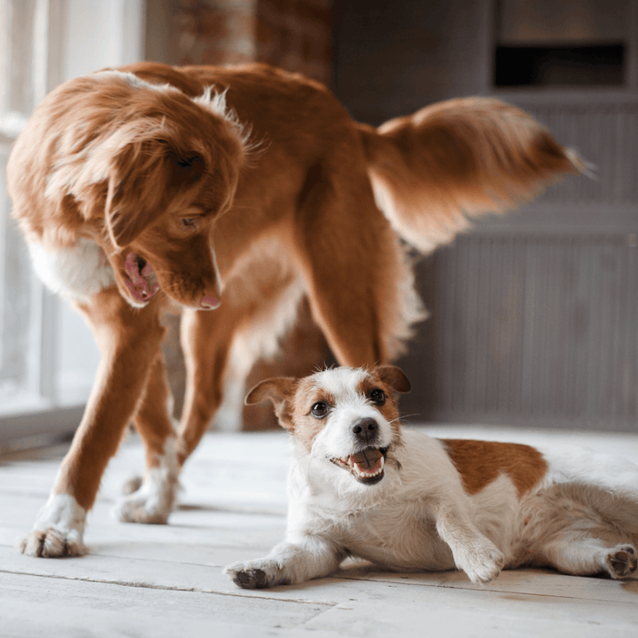 Een tweede hond in huis? Zo maak je het Succesvol!