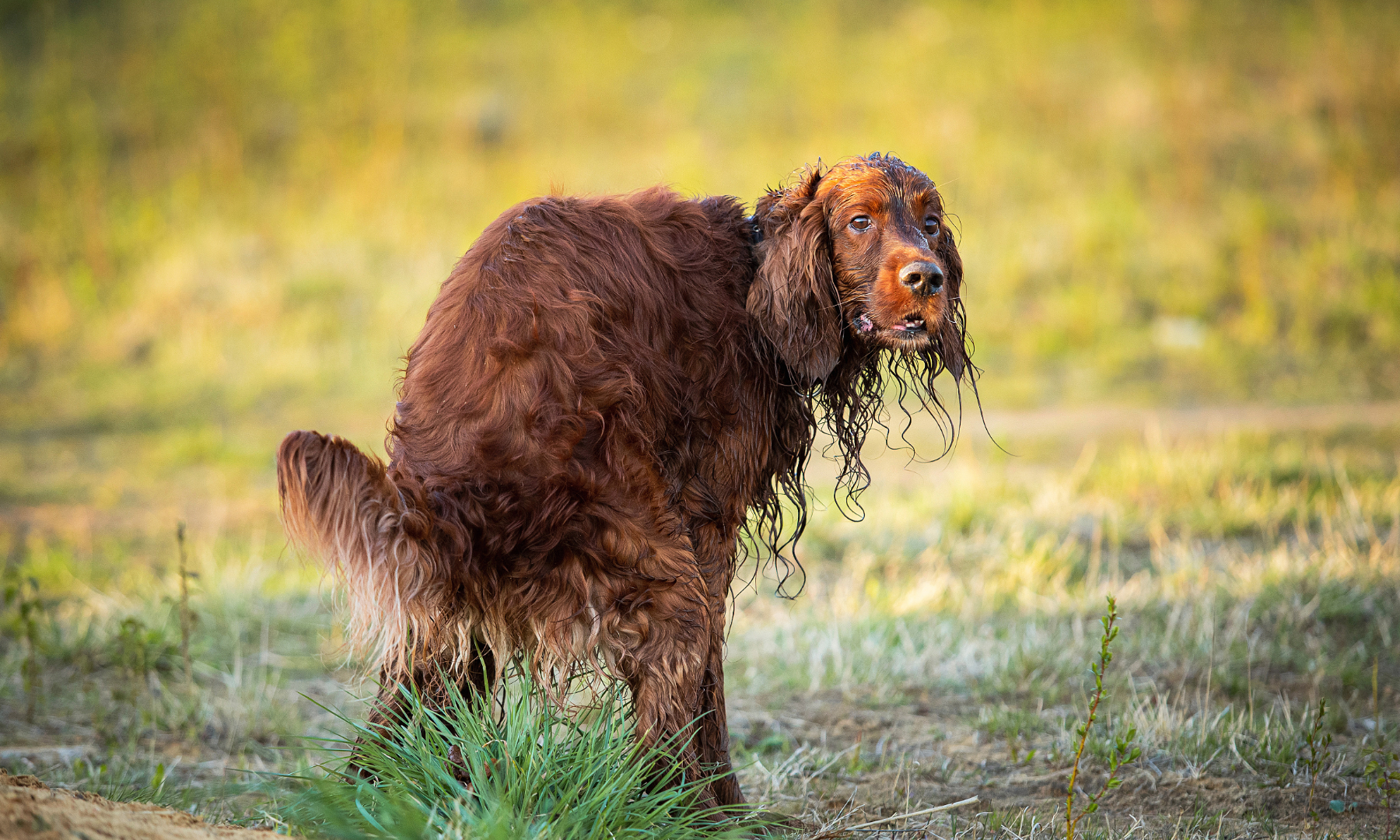 Mijn hond heeft diarree en dunne ontlasting