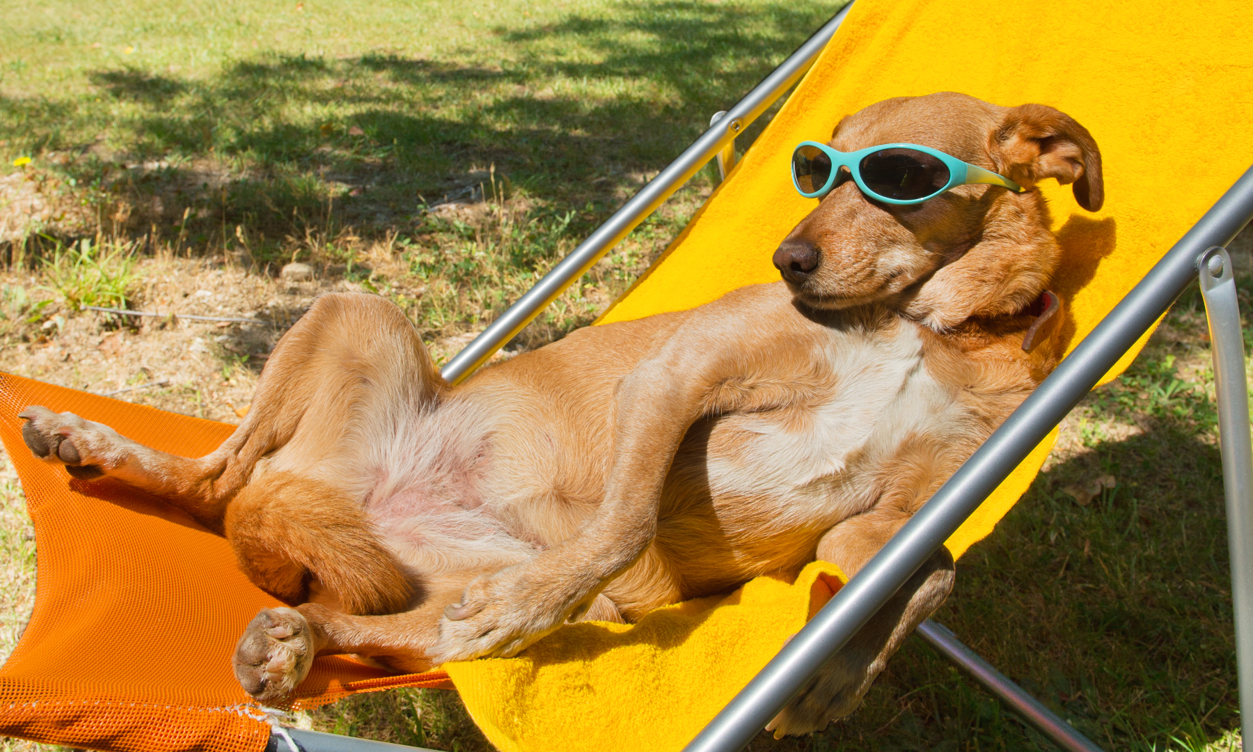 Hond mee op Vakantie, wat moet ik weten?