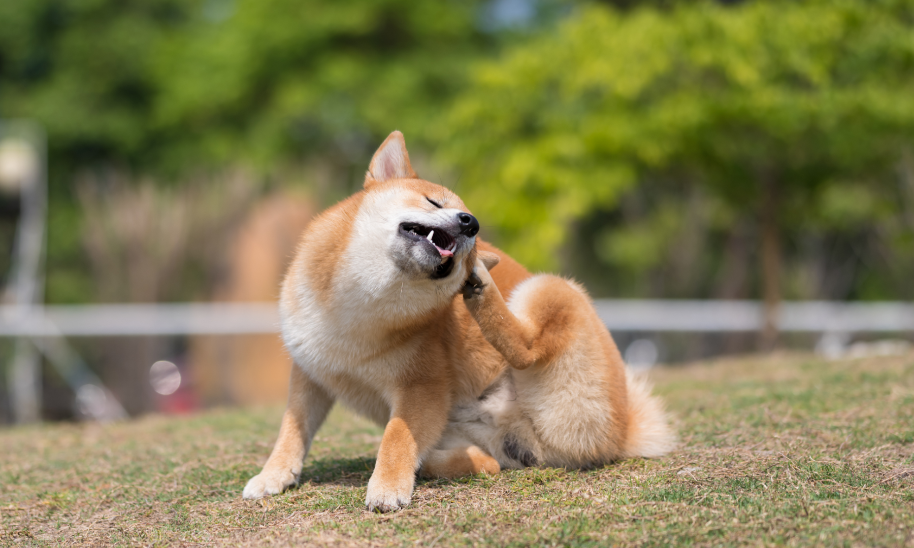 Mijn hond heeft jeuk! Waarom heeft mijn hond jeuk?