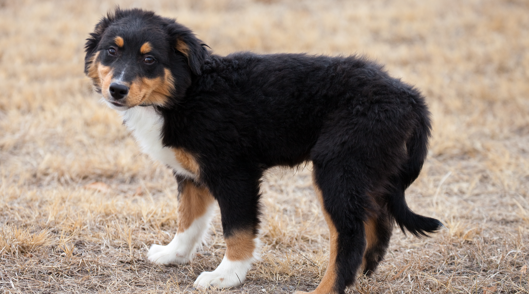 Omgaan met Angst bij Honden