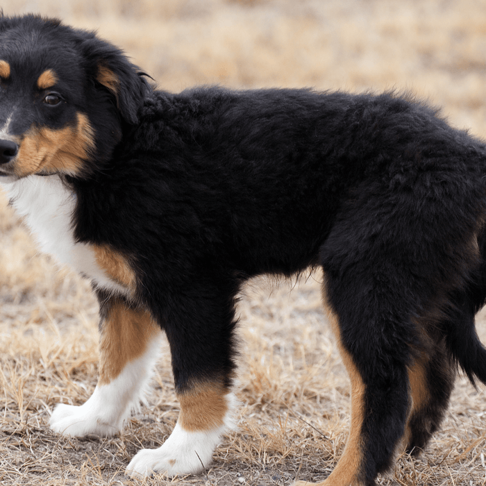 Omgaan met Angst bij Honden