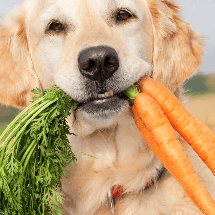 Natuurlijke Hondensnacks en Tussendoortjes Top 10