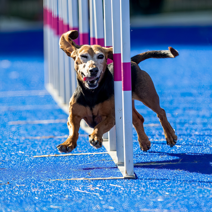 Agility - Lekker actief met je hond! - Dogzoo