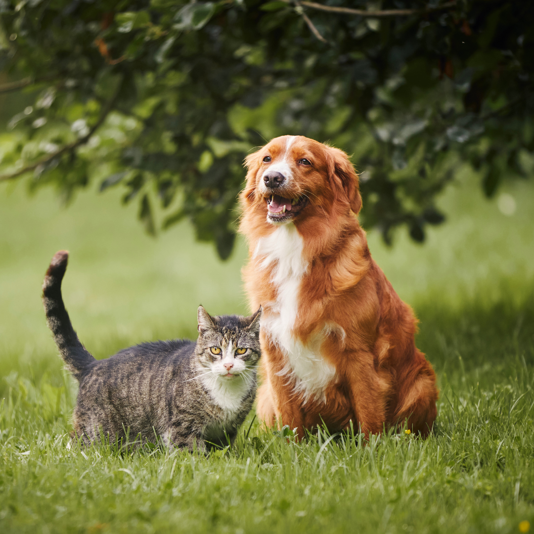 Grasaar hond is de grootste vijand voor je hond