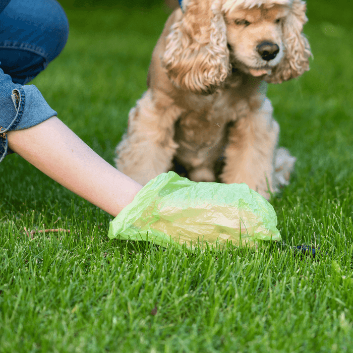 Mijn hond eet poep! Oorzaken en Tips!