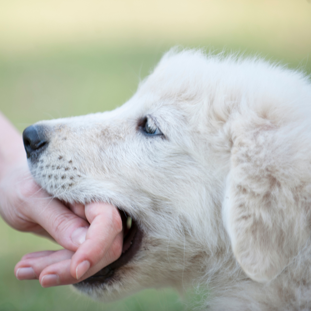 Puppy en Hond Bijten Afleren: Tips en Tricks