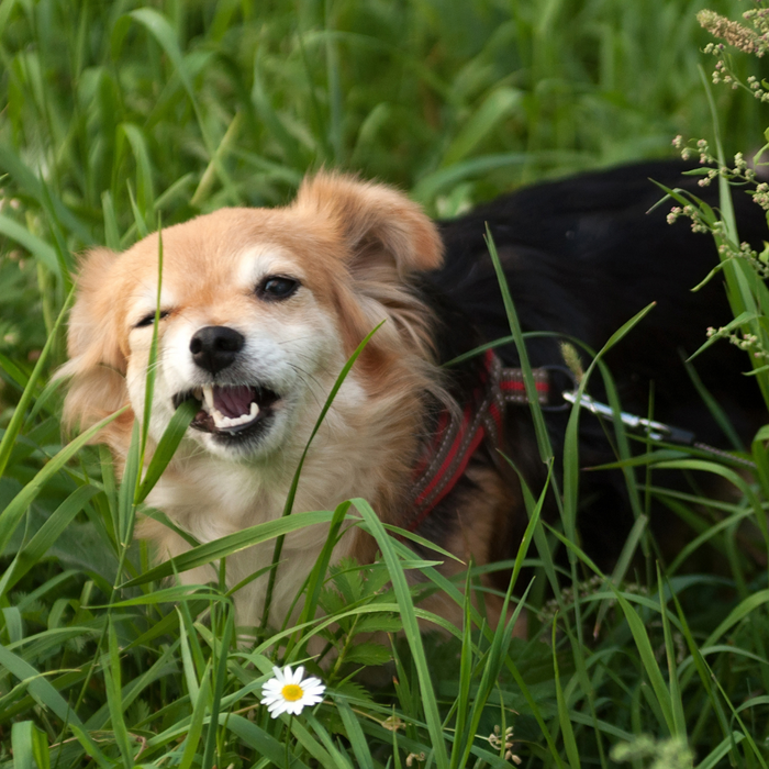 Waarom eet een hond gras? Oorzaken, risico's en tips