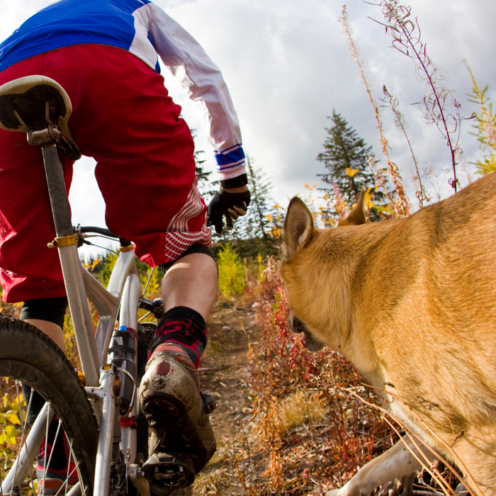 Hoe voorkom ik dat mijn hond achter fietsers aan rent?