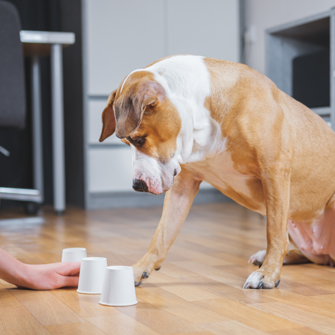 Waarom Hersenwerk en Denkspellen goed zijn voor je Hond?