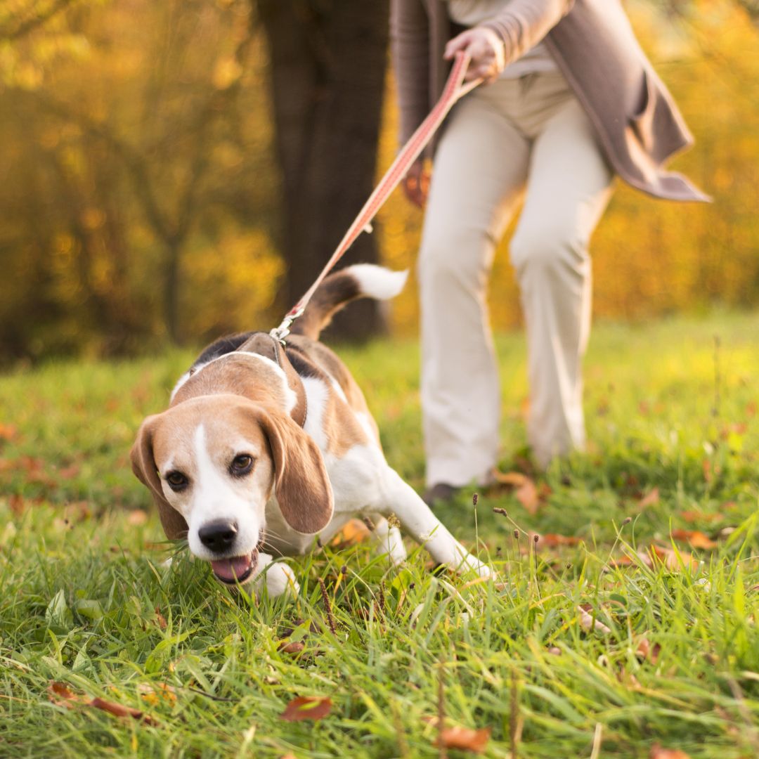 Hoe leer ik mijn hond niet te trekken aan de lijn?