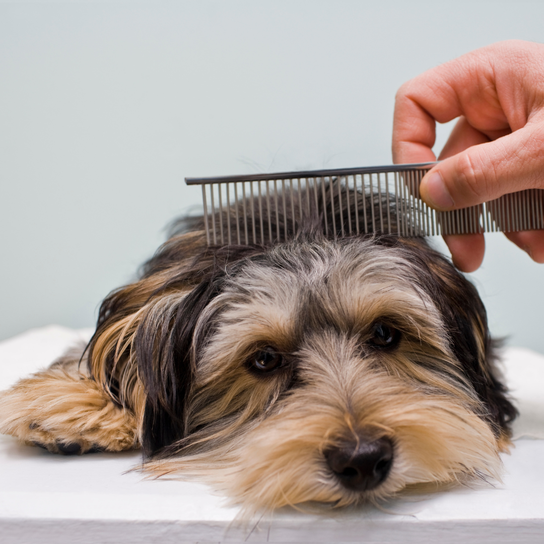 Hoe verzorg ik de vacht van mijn hond?