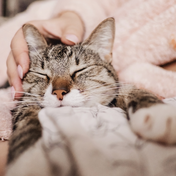 Kitten en Kattenverzorging : Wat heb je nodig?