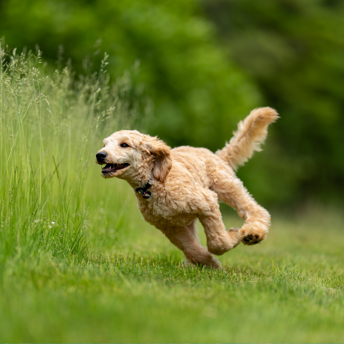 Plezier voor elke hond, lekker bewegen!