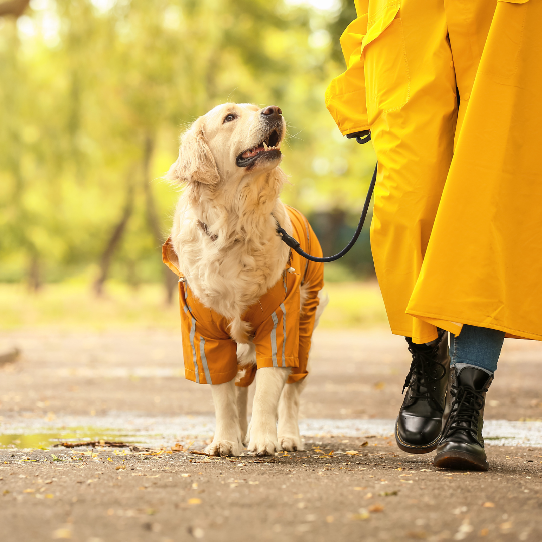 Uitvallen hond afleren