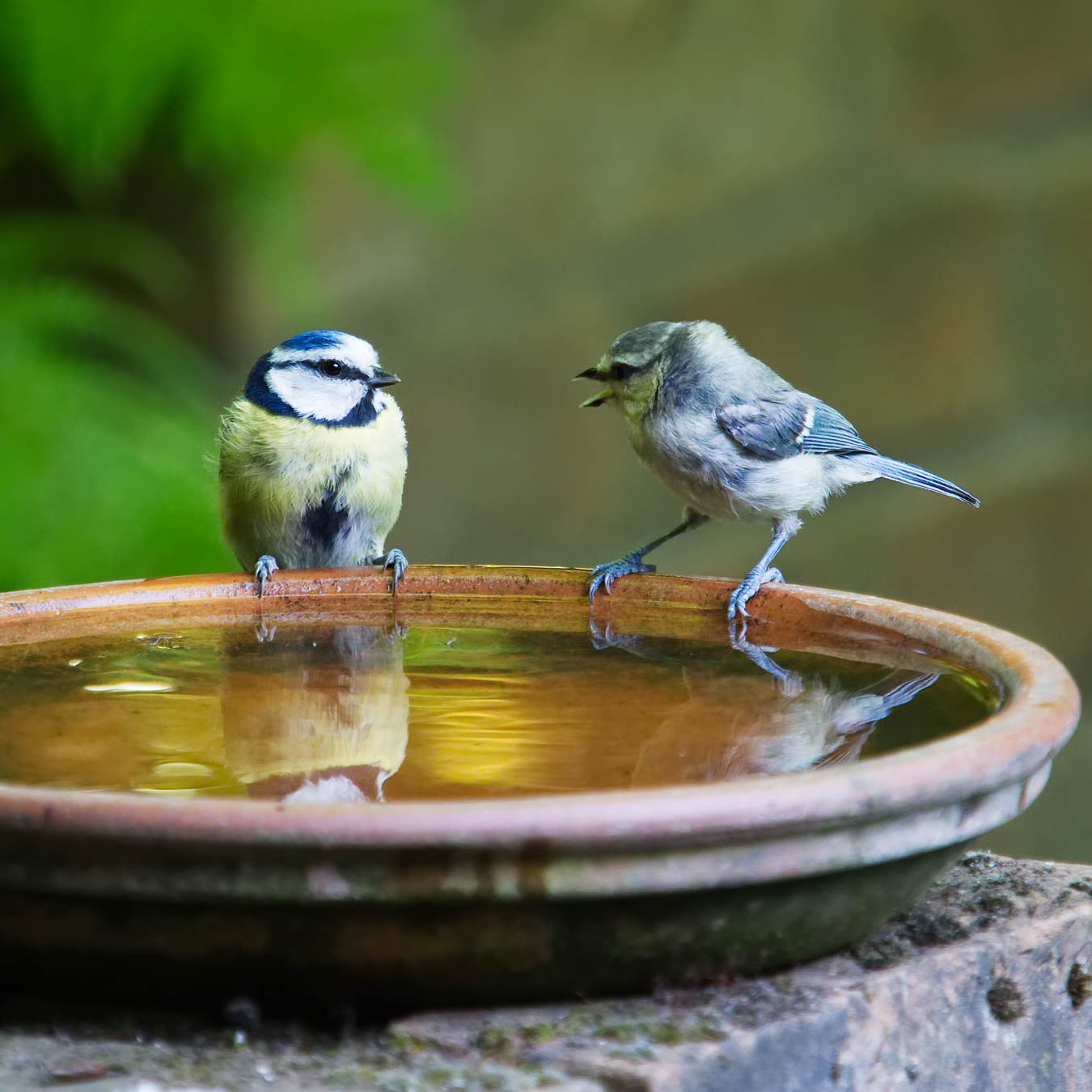 Voer en drinkbakken tuin