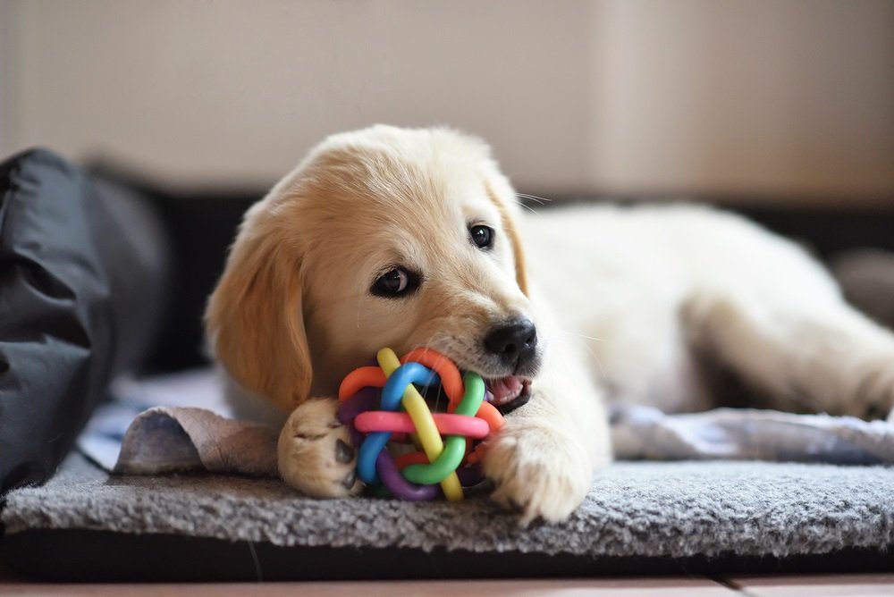 Hondenpuppy speelt met een gekleurde bal