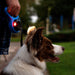 Flexi Lichtsysteem Voor Honden Led Usb Zwart - Dogzoo