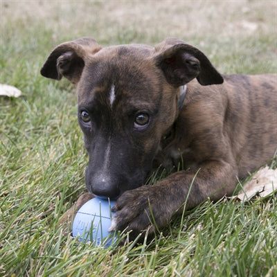 Kong Puppy Bal Assorti