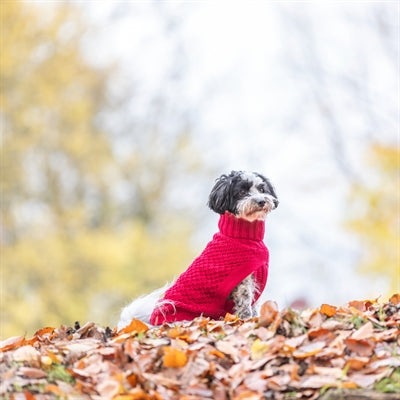 Trixie Hondentrui Norwood Rood