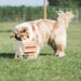My Intelligent Pets - Wheel of Fortune - Hondenpuzzel