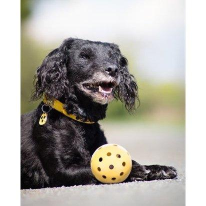 Trixie Gatenbal Natuurrubber Met Bel Voor Blinde Of Gehandicapte Hond